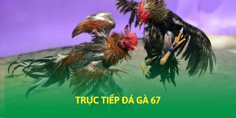 Trực tiếp đá gà 67