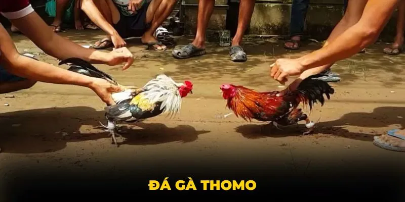 Đá gà Thomo